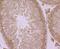 Endoplasmic Reticulum Protein 29 antibody, NBP2-75483, Novus Biologicals, Immunohistochemistry paraffin image 