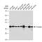 Prohibitin antibody, GTX00797, GeneTex, Western Blot image 