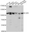 Leucine Rich Repeat Containing G Protein-Coupled Receptor 5 antibody, A10545, ABclonal Technology, Western Blot image 