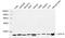 Cytochrome C Oxidase Subunit 4I1 antibody, LS-B14119, Lifespan Biosciences, Western Blot image 