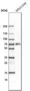 TNF Receptor Superfamily Member 11a antibody, HPA027728, Atlas Antibodies, Western Blot image 