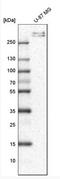 Collagen Type VI Alpha 3 Chain antibody, NBP2-34837, Novus Biologicals, Western Blot image 