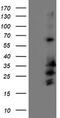 Receptor Accessory Protein 2 antibody, M11618, Boster Biological Technology, Western Blot image 
