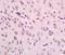 Zinc Finger Protein 804A antibody, orb1856, Biorbyt, Immunohistochemistry paraffin image 