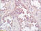 DnaJ Heat Shock Protein Family (Hsp40) Member C10 antibody, 251638, Abbiotec, Immunohistochemistry paraffin image 