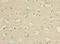 Protocadherin 10 antibody, LS-C676221, Lifespan Biosciences, Immunohistochemistry paraffin image 