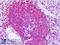 RPTOR Independent Companion Of MTOR Complex 2 antibody, LS-B6357, Lifespan Biosciences, Immunohistochemistry frozen image 