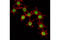 Spi-1 Proto-Oncogene antibody, 2258S, Cell Signaling Technology, Immunocytochemistry image 