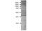 Kynurenine 3-Monooxygenase antibody, NBP1-44264, Novus Biologicals, Western Blot image 