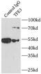 Transcription Factor Binding To IGHM Enhancer 3 antibody, FNab08626, FineTest, Immunoprecipitation image 