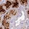 Small Integral Membrane Protein 24 antibody, PA5-60909, Invitrogen Antibodies, Immunohistochemistry paraffin image 