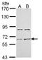 Activin A Receptor Type 2A antibody, LS-C186343, Lifespan Biosciences, Western Blot image 