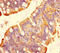 Peptide YY antibody, A54169-100, Epigentek, Immunohistochemistry paraffin image 
