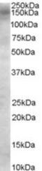 TBC1 Domain Family Member 4 antibody, MBS420025, MyBioSource, Western Blot image 