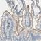 Calcium Voltage-Gated Channel Auxiliary Subunit Alpha2delta 1 antibody, NBP1-86683, Novus Biologicals, Immunohistochemistry paraffin image 
