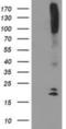 DAN domain family member 5 antibody, NBP2-01223, Novus Biologicals, Western Blot image 