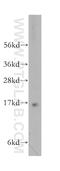 Proline Rich And Gla Domain 2 antibody, 11618-1-AP, Proteintech Group, Western Blot image 