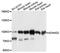 ADAM Metallopeptidase Domain 22 antibody, PA5-76273, Invitrogen Antibodies, Western Blot image 