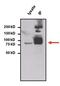 STAT3 antibody, GTX15789, GeneTex, Immunoprecipitation image 