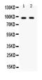 Cell Proliferation Regulating Inhibitor Of Protein Phosphatase 2A antibody, PB9714, Boster Biological Technology, Western Blot image 