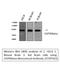 Heat Shock Protein 90 Alpha Family Class B Member 1 antibody, STJ97032, St John
