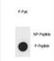 Angiomotin antibody, PA5-72374, Invitrogen Antibodies, Dot Blot image 