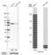 Coronin 1B antibody, PA5-64443, Invitrogen Antibodies, Western Blot image 