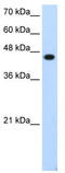 Transcription Factor AP-2 Epsilon antibody, TA345609, Origene, Western Blot image 
