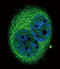 Interferon Regulatory Factor 5 antibody, LS-C97318, Lifespan Biosciences, Immunofluorescence image 
