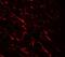 Lysine Acetyltransferase 5 antibody, GTX31538, GeneTex, Immunohistochemistry paraffin image 