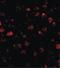 SATB Homeobox 1 antibody, LS-B2690, Lifespan Biosciences, Immunofluorescence image 