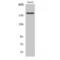 Insulin Receptor Substrate 1 antibody, LS-C380744, Lifespan Biosciences, Western Blot image 