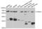 Cholinergic Receptor Nicotinic Alpha 1 Subunit antibody, LS-C333971, Lifespan Biosciences, Western Blot image 