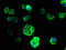Sodium Channel Epithelial 1 Gamma Subunit antibody, LS-C376555, Lifespan Biosciences, Immunofluorescence image 