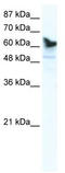 DEAD-Box Helicase 41 antibody, TA341597, Origene, Western Blot image 