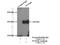 Nucleoporin 160 antibody, 16084-1-AP, Proteintech Group, Immunoprecipitation image 