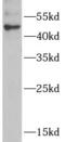 Adenylosuccinate Synthase antibody, FNab00185, FineTest, Western Blot image 