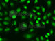 Replication Factor C Subunit 1 antibody, A1625, ABclonal Technology, Immunofluorescence image 
