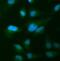 Arrestin Beta 1 antibody, FNab00875, FineTest, Immunofluorescence image 