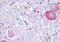Probable G-protein coupled receptor 34 antibody, MBS242845, MyBioSource, Immunohistochemistry frozen image 