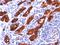 Thyroglobulin antibody, NBP2-29451, Novus Biologicals, Immunohistochemistry paraffin image 