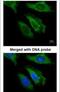 Fibroblast growth factor 21 antibody, PA5-29386, Invitrogen Antibodies, Immunofluorescence image 