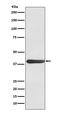 Fos-related antigen 1 antibody, M03927-1, Boster Biological Technology, Western Blot image 