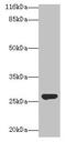 IZUMO Family Member 4 antibody, CSB-PA636327LA01HU, Cusabio, Western Blot image 