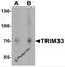 Tripartite Motif Containing 33 antibody, 7385, ProSci, Western Blot image 