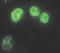 Lamin A/C antibody, MA5-15211, Invitrogen Antibodies, Immunofluorescence image 