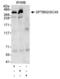 Spectrin Beta, Non-Erythrocytic 2 antibody, PA1-46008, Invitrogen Antibodies, Immunoprecipitation image 