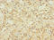 Coiled-Coil Domain Containing 134 antibody, LS-C372030, Lifespan Biosciences, Immunohistochemistry paraffin image 