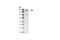 Ret Proto-Oncogene antibody, 3220S, Cell Signaling Technology, Western Blot image 