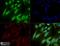 Solute Carrier Family 2 Member 9 antibody, NBP1-05054, Novus Biologicals, Immunofluorescence image 
